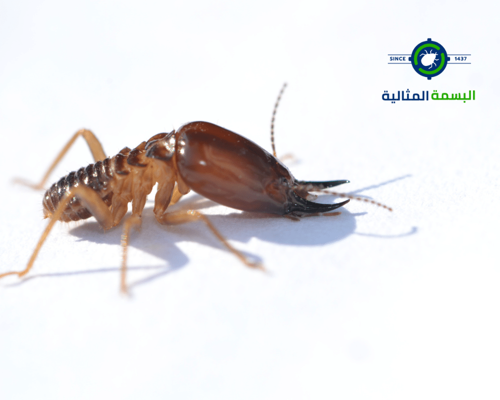أضرار النمل الابيض